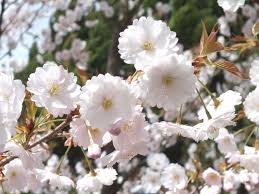 薄墨桜(淡墨桜)見ごろや2025年の開花予想│薄墨桜が有名な観光スポットや名所・道の駅・温泉などを徹底解説