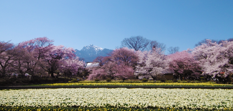 【2025最新】山梨県北杜市「山高神代桜」の今年の見ごろや日本三大桜の開花予想、エピソードや由来は？本巣市の観光スポットやおすすめ宿泊場所まで徹底解説