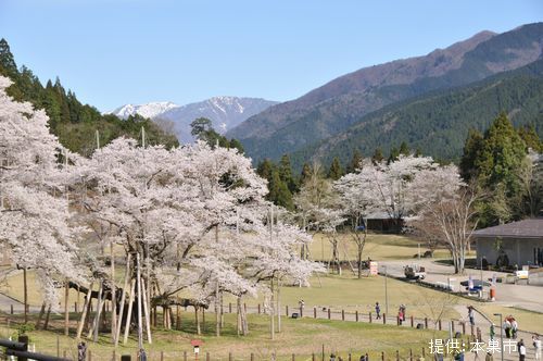 【2025最新】岐阜県本巣市「根尾谷淡墨桜」の今年の見ごろや開花予想、エピソードや由来は？本巣市の観光スポットやおすすめ宿泊場所まで徹底解説