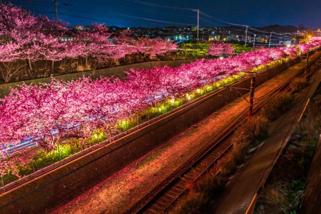 【2025最新】神奈川県三浦市「三浦海岸 河津桜」の読み方と河津桜まつり2025・今年の見ごろや開花予想、エピソードや由来は？観光スポットやおすすめ宿泊場所まで徹底解説