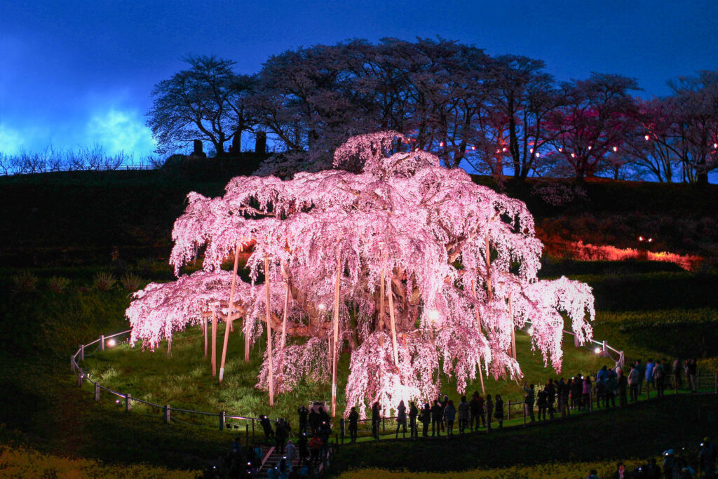 【2025最新】福島県三春町「三春滝桜」の読み方と今年の見ごろや日本三大桜の開花予想、エピソードや由来は？本巣市の観光スポットやおすすめ宿泊場所まで徹底解説