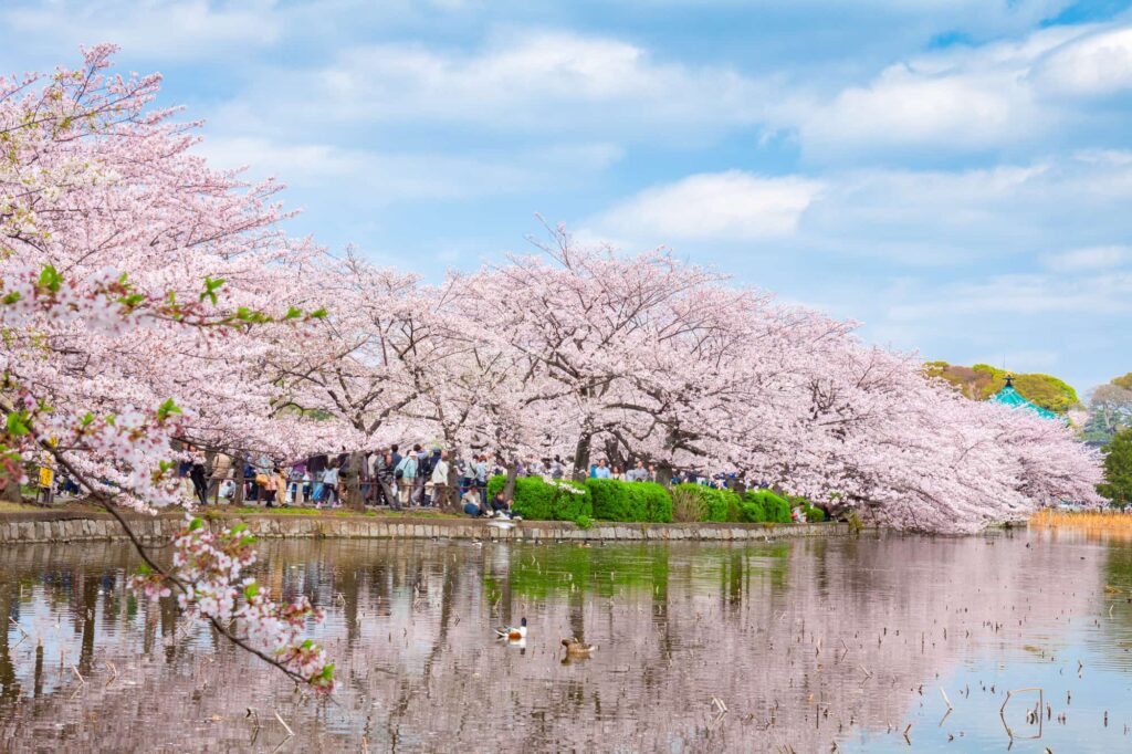 【2025桜最新情報】上野恩賜公園の桜の今年の見頃は？おすすめやアクセス方法・注意点など桜鑑賞に役立つ情報を徹底解説