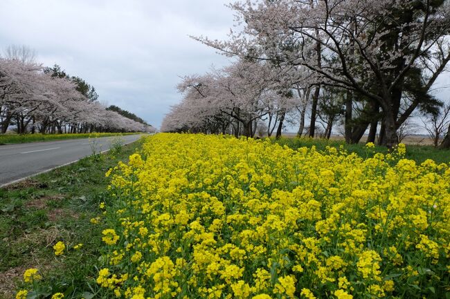 60年に一度の巳年2025「秋田県男鹿市」の桜の名所と観光完全ガイド