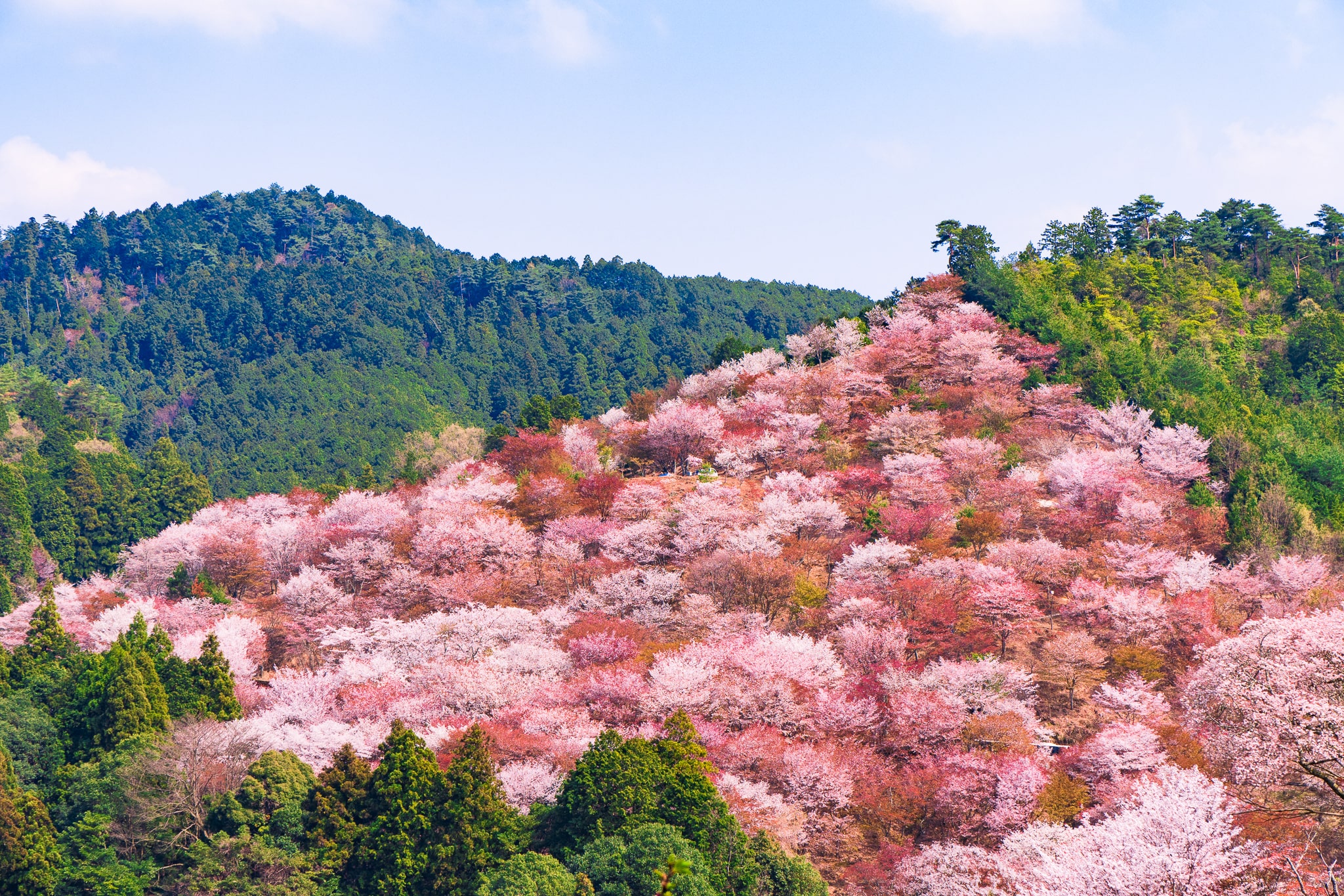 60年に一度の巳年2025年！奈良県吉野郡で絶景桜を堪能する観光桜鑑賞完全ガイド│パワースポットやご当地料理などもご紹介