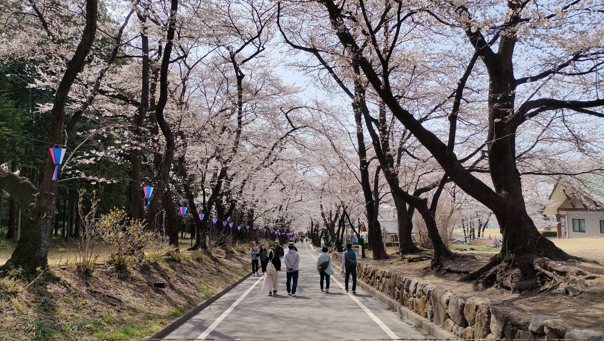 【群馬県・前橋市】赤城南面千本桜2025年4月8日最新開花情報と桜まつり完全ガイド│ご当地グルメやよくある質問、駐車場や混雑情報まとめ
