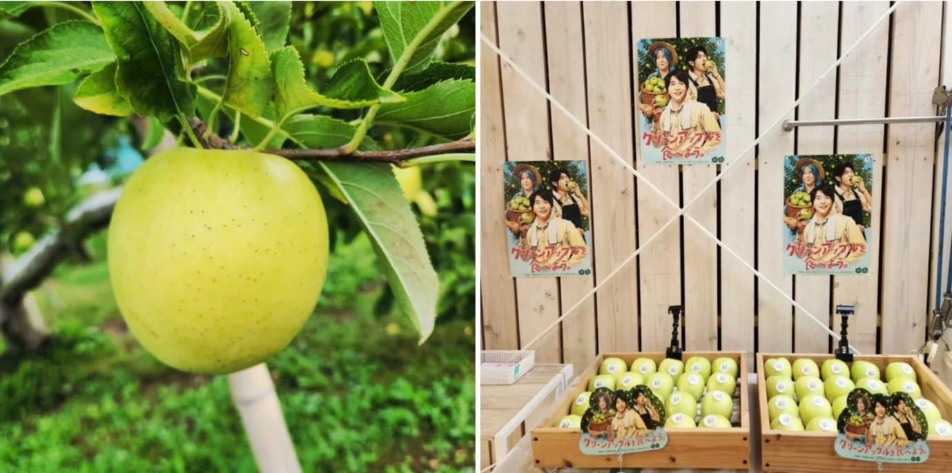 長野県飯田市のたつみ農園さんがMrs.GREEN APPLEコラボリンゴ「王林」を発売!デビュー10周年記念シールも!王林ってどんなリンゴ?【グリーンアップル大使】